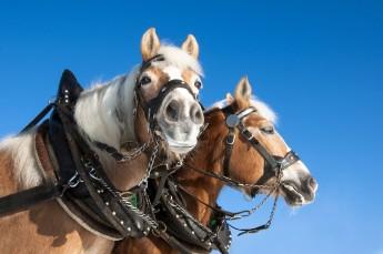 Wisła Atrakcja Kulig Ranczo Cieńków